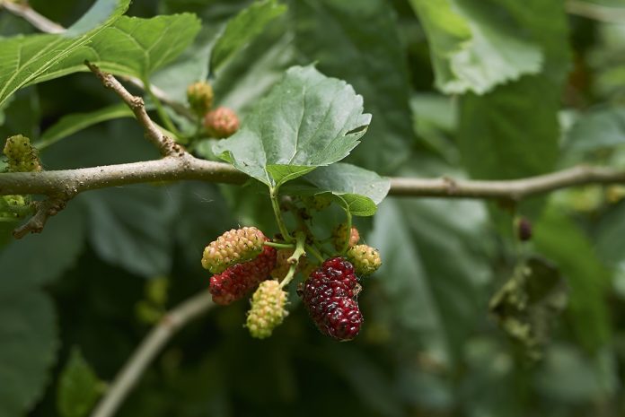 Imagem mostra um pé de amoreira com algumas amoras em vários estágios de desenvolvimento - Metrópoles