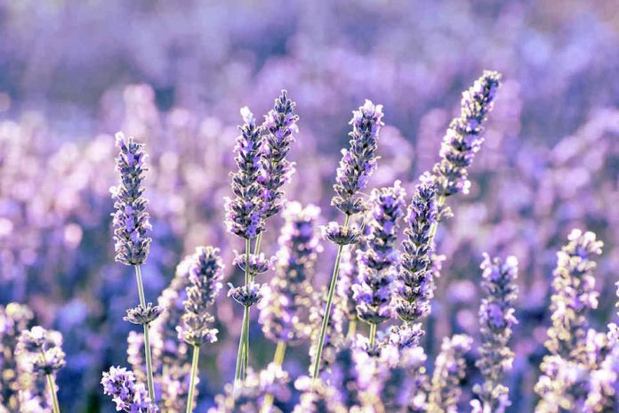 lavanda