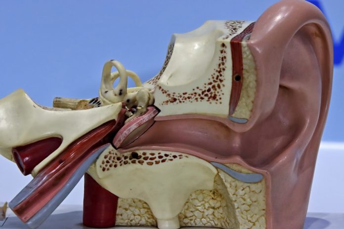 Foto colorida de estrutura anatômica do ouvido - Atim! Entenda por que você não deve segurar o espirro
