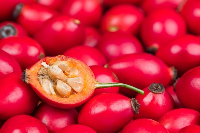 Foto colorida do fruto rosa mosqueta - Metrópoles